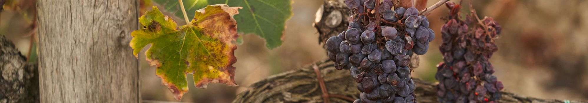 Vigne atteinte de maladie © Wolfgang hasselmann, unsplash