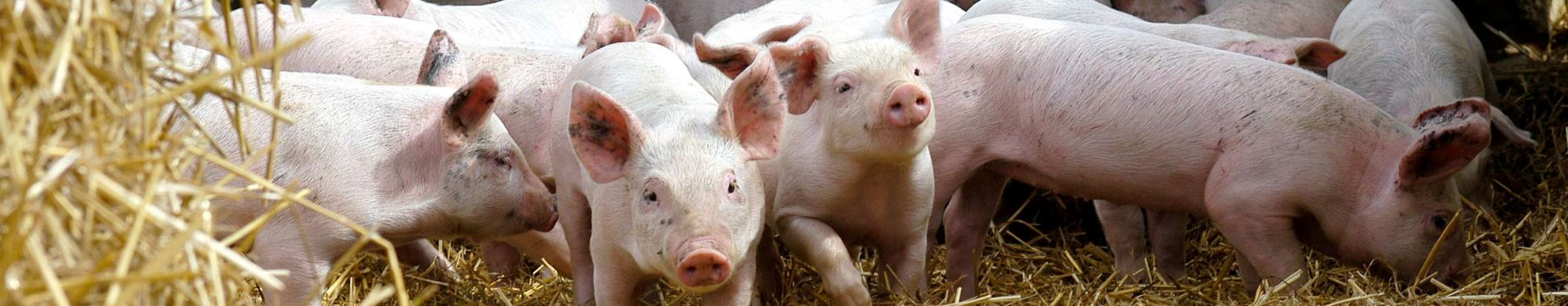 microbiote intestinal, preuve chez les porcs © INRAE