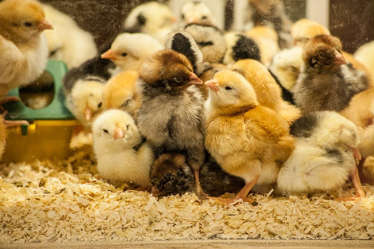Poussins INRAE
