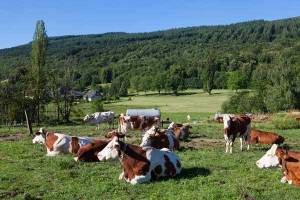 herd-of-cows-grazing-in-the-field-in-the-spring